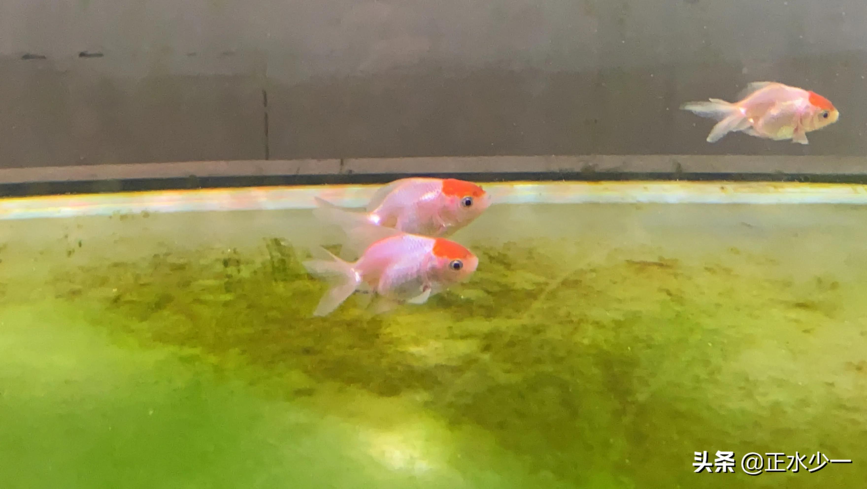 治疗鱼病什么药最好,治疗鱼的最好方法