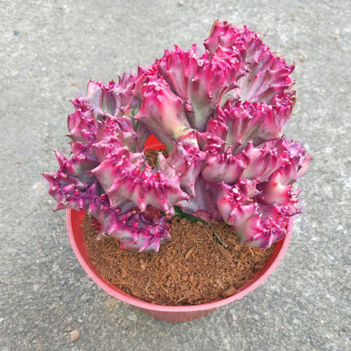 2种绿植一见强光黄叶越长越丑,不怕晒死又好养的绿植