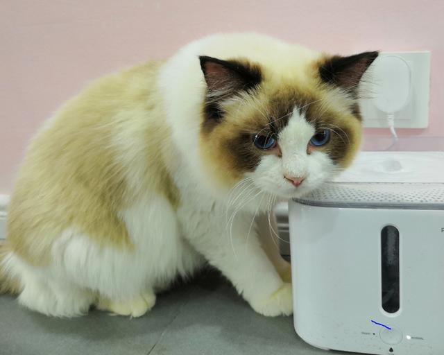 猫吐出的黄水里面有寄生虫,猫呕吐吐出虫子怎么办