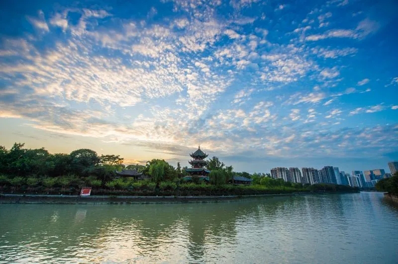 好稀奇！成都春熙路树上长灵芝成都的生态环境，到底有多好？