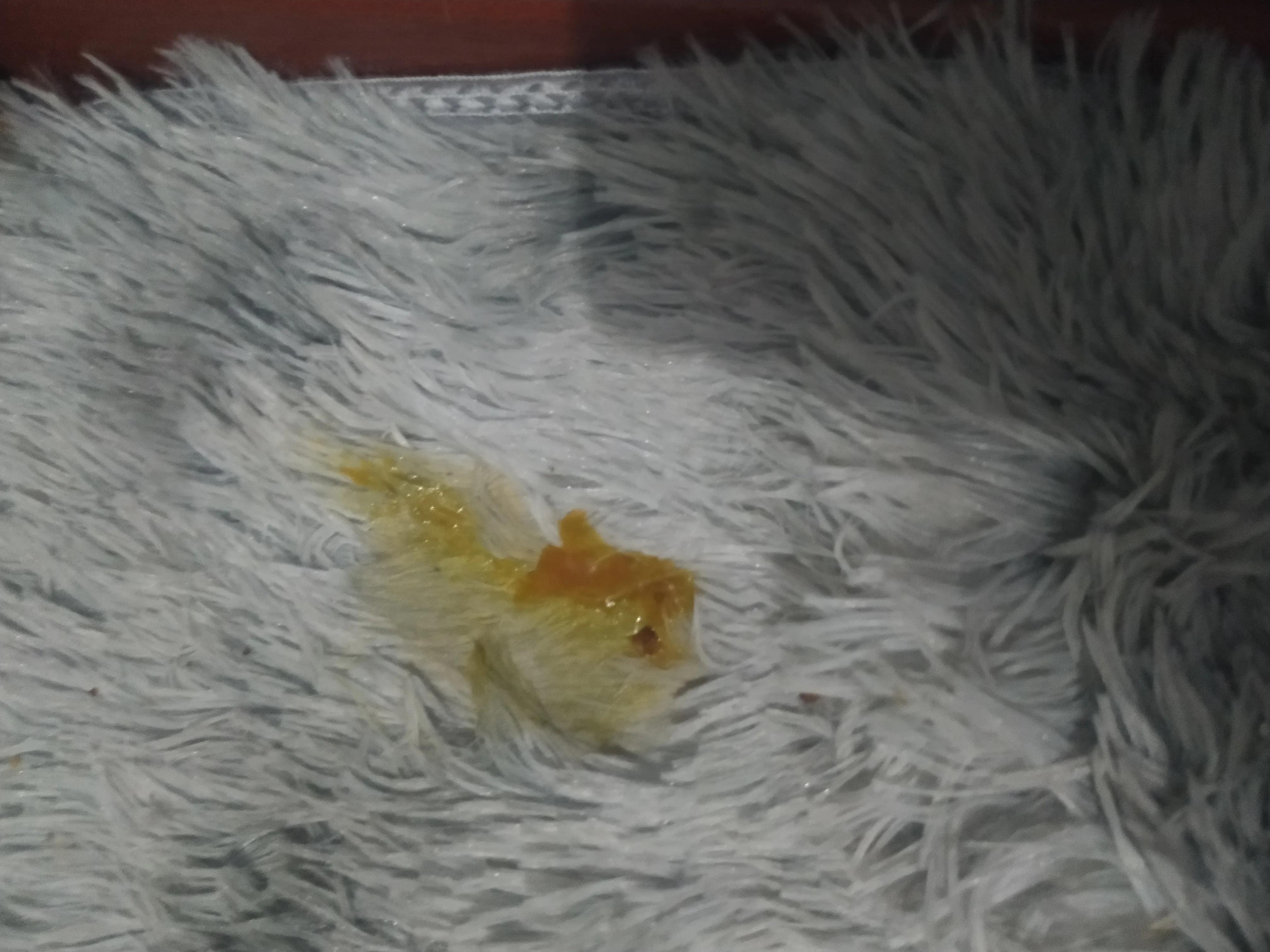 与猫瘟抗争,与它