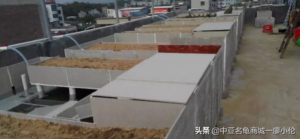 乌龟蛋孵化后期注意事项,乌龟产蛋期间的注意事项