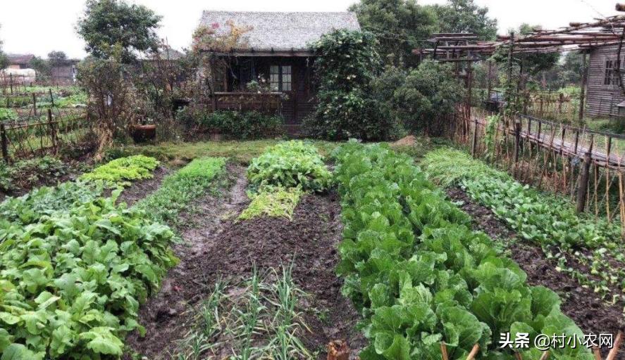 适合农村创业的最新致富项目,多个适合在家里创业致富的好项目