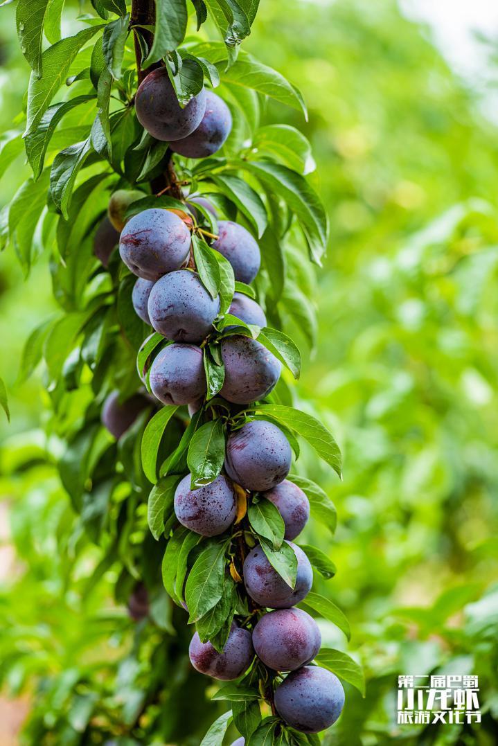 巴蜀文化旅游节,第二届柑橘旅游文化节