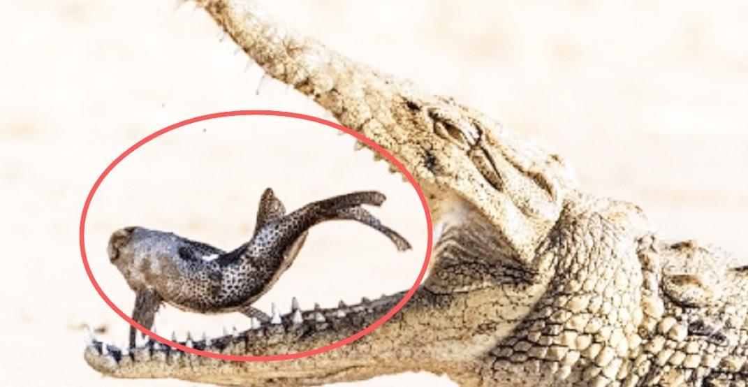 清道夫晒干遇水复活真的假的,清道夫到底是怎么入侵的