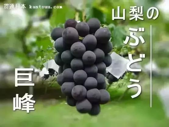 2019葡萄产业发展,葡萄农业发展模式