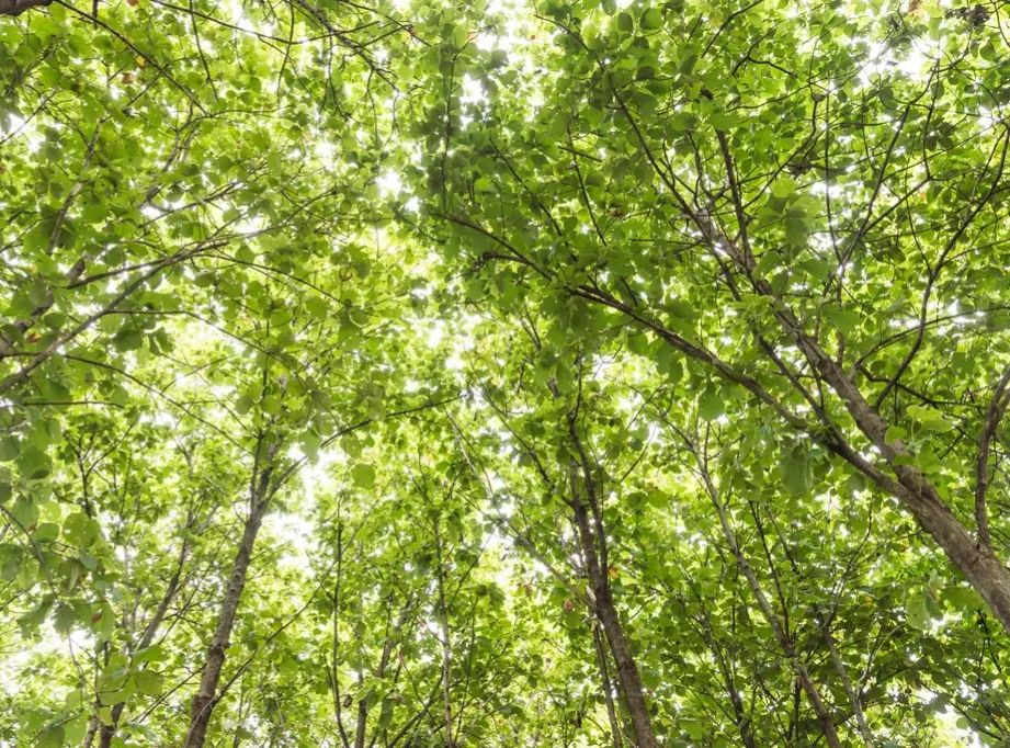 中古风格柚木,柚木高级金黄色