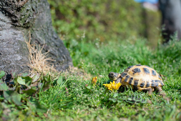 养龟的必备药有哪些,病龟长时间不吃强制喂食龟粮咋喂