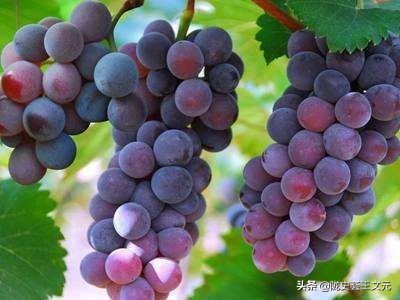 汉代葡萄酒有多贵，孟达他爹，一斛葡萄酒，换来一任凉州刺史