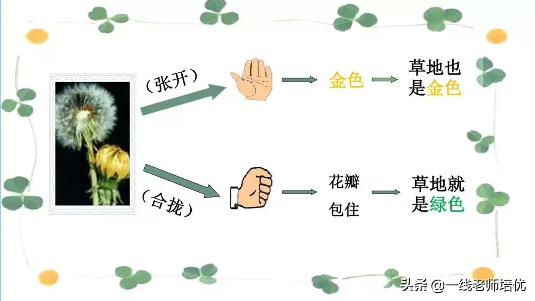 三年级语文金色的草地展现了什么,语文三年级上金色的草地课文讲解