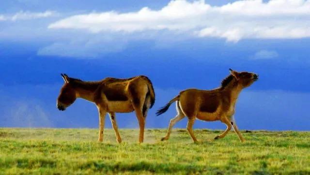 2022年一级保护野生动物有哪些,2025年我国野生保护动物