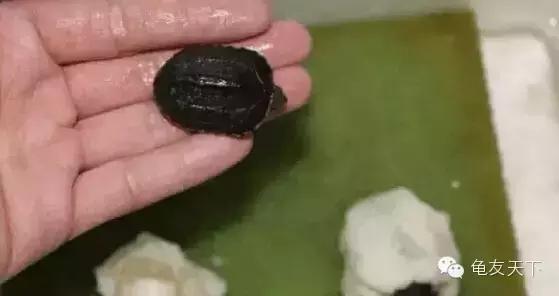 龟产蛋需要准备什么,龟产蛋后怎么护理