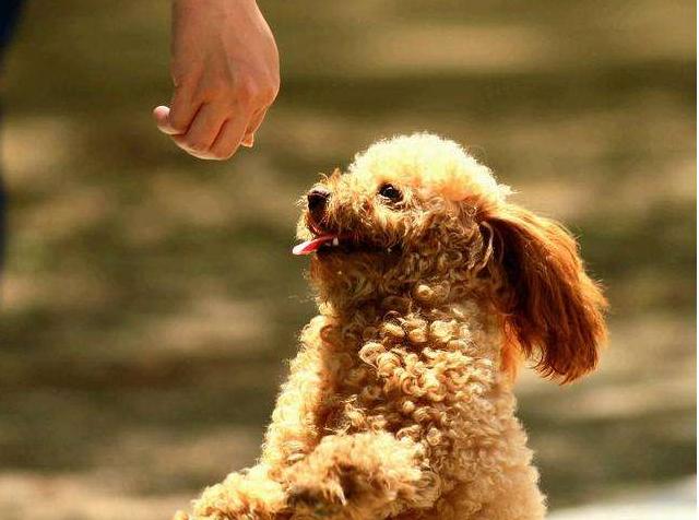 泰迪犬如何训练,泰迪犬要怎么训练