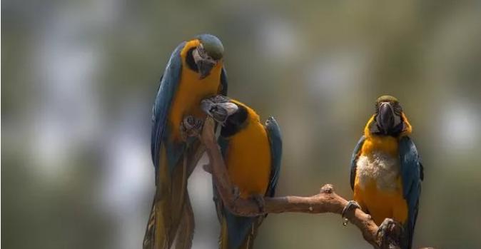 鹦鹉学说话什么环境容易开口,三个月左右的鹦鹉怎么训练说话