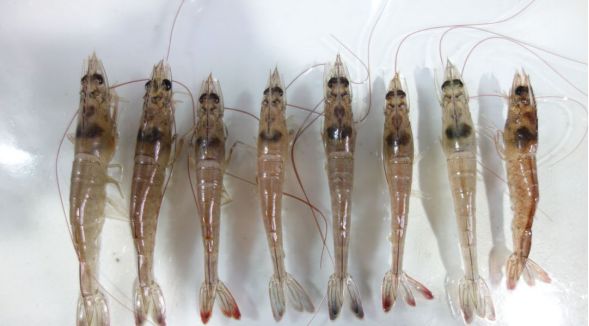 对虾病毒防控技术,对虾病毒如何防治