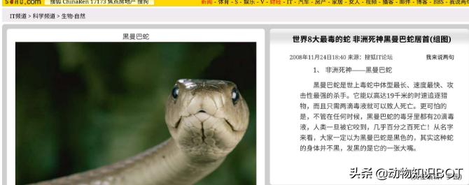 黑曼巴毒蛇的速度,2.5米黑曼巴毒蛇