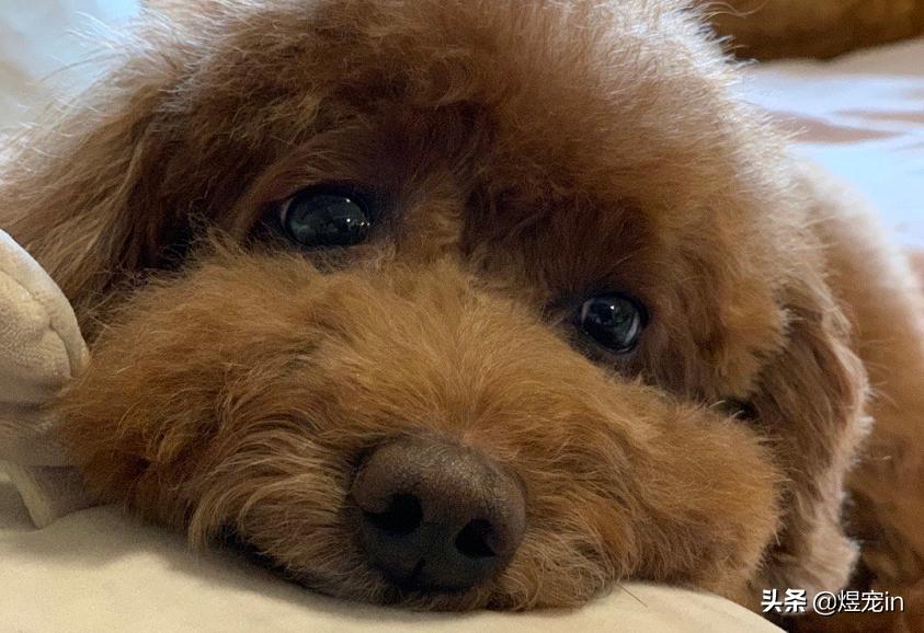 泰迪狗屁股周围退毛是怎么回事,泰迪狗身上掉毛一块是怎么回事