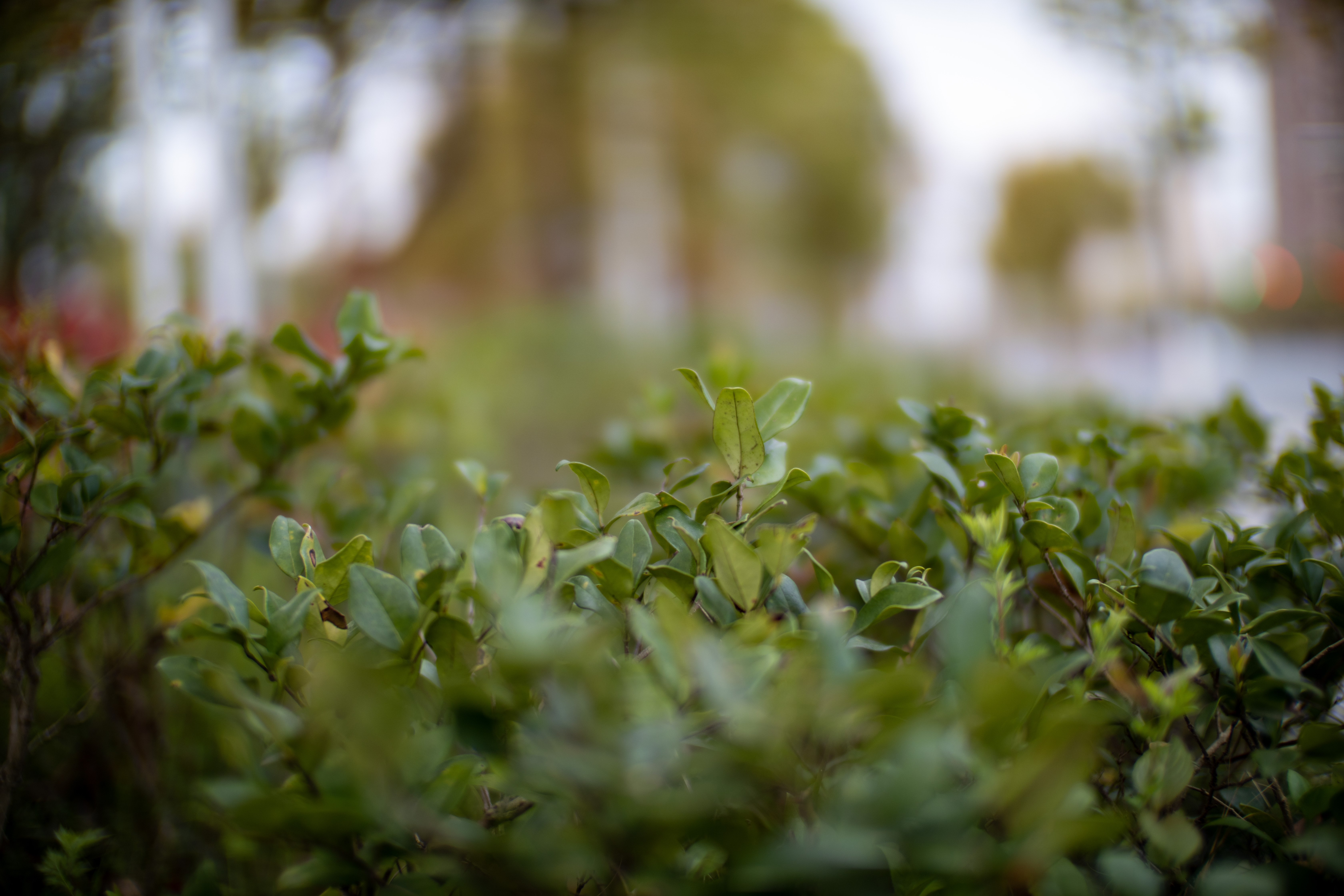 中一光学3代50mmf0.95,中一光学50mmf0.95可以自动聚焦吗