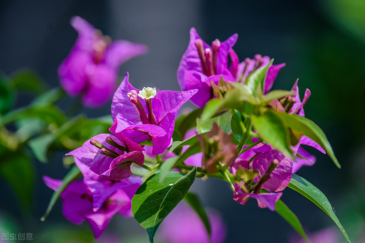 100种常见园林图鉴,列举20类不同的园林花卉