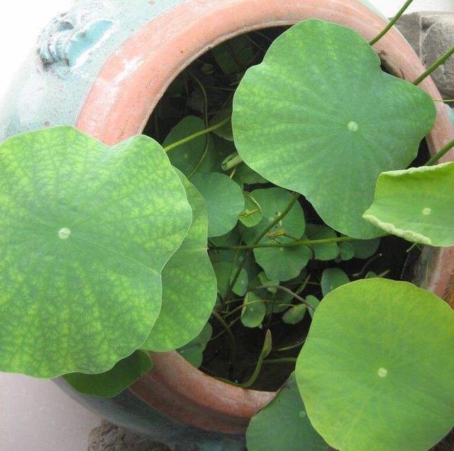 家里如何养观赏荷花教程视频,家庭盆栽荷花怎么养活