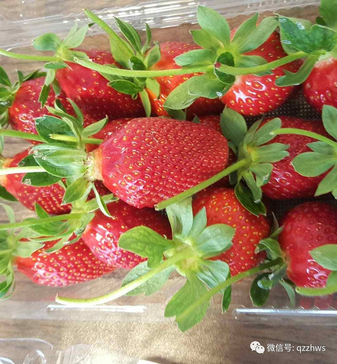 新型草莓立体温室大棚大全,温室大棚立体种植草莓