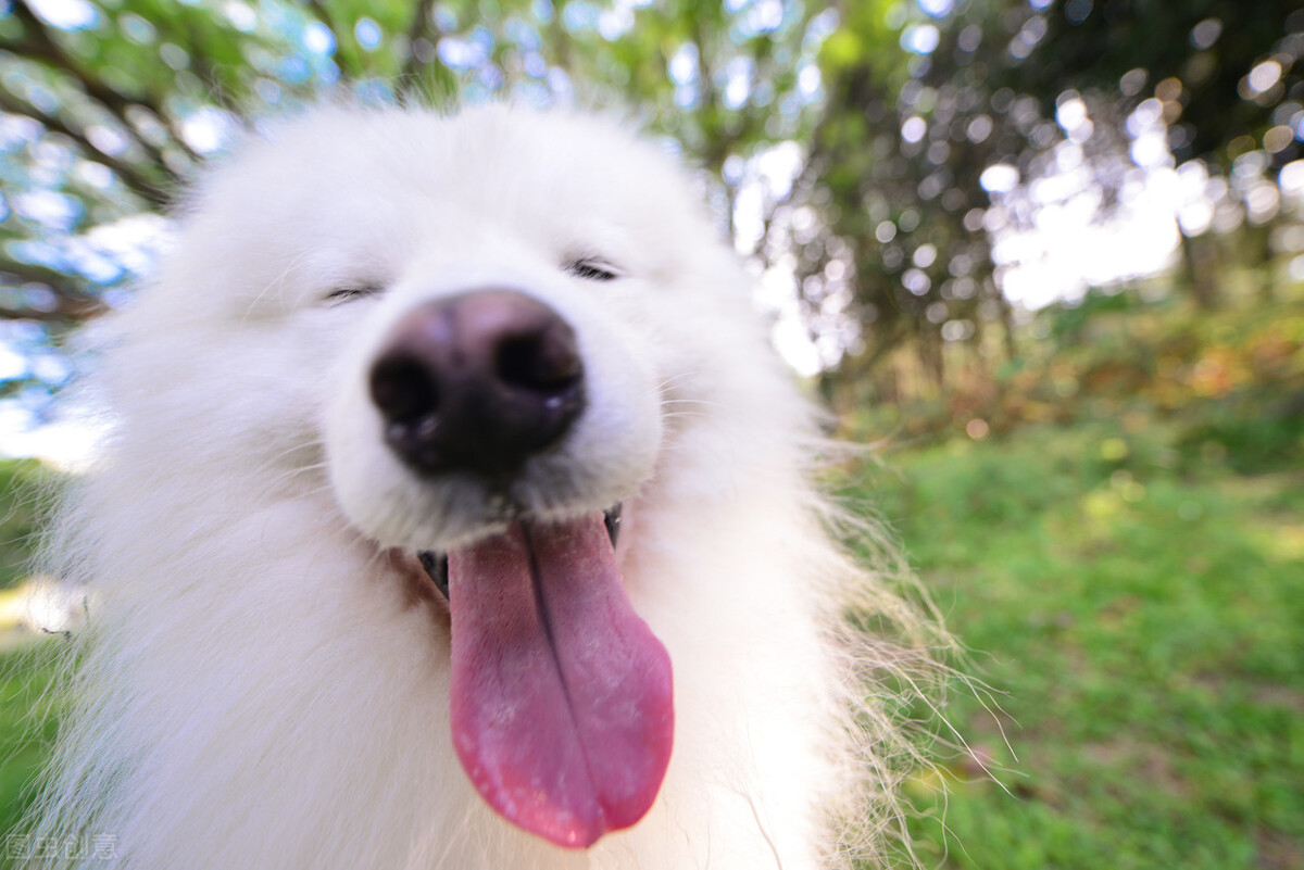 萨摩耶如何挑选喂养以及常见疾病小知识爱它就请花点时间做好功课