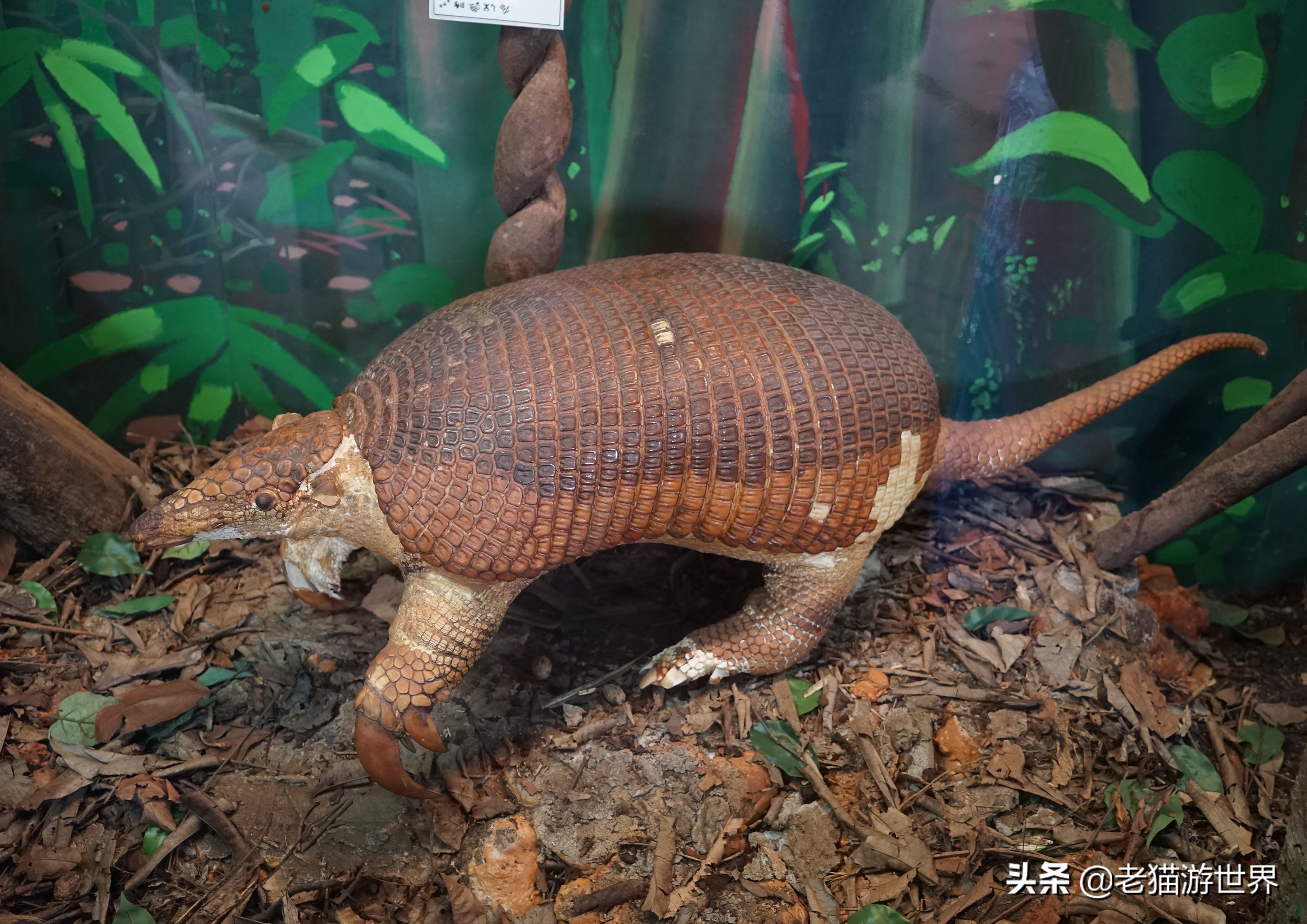 法属圭亚那卡宴现状,法属圭亚那卡宴华人饭店