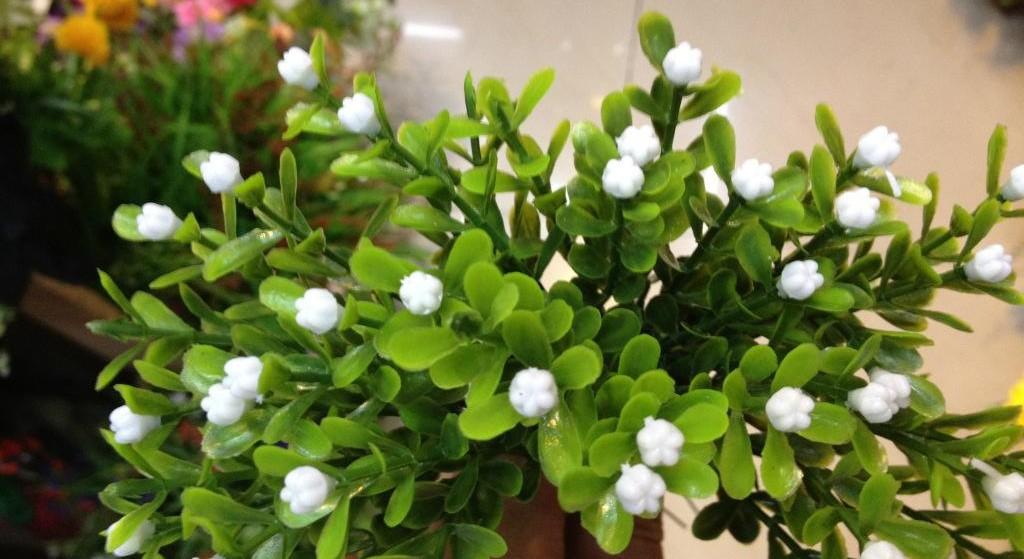 养米兰花的技巧与方法,怎样养护才能让米兰枝繁叶茂