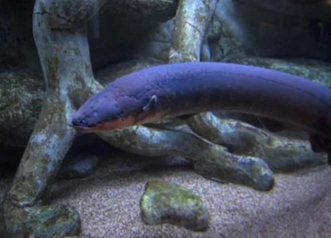 杀伤性最强的动物,伤害力最强的十种动物