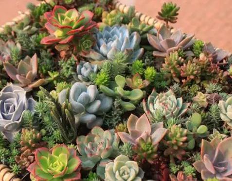 多肉叶子扦插的最佳方法,多肉叶子扦插怎么养才能长得快