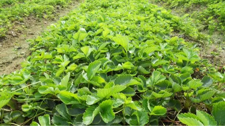 草莓育苗期炭疽病有哪些治疗药水,草莓炭疽病初期苗还可以治好吗