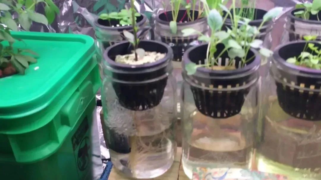 水培绿植水浑浊用什么药,水培植物是酸性还是碱性