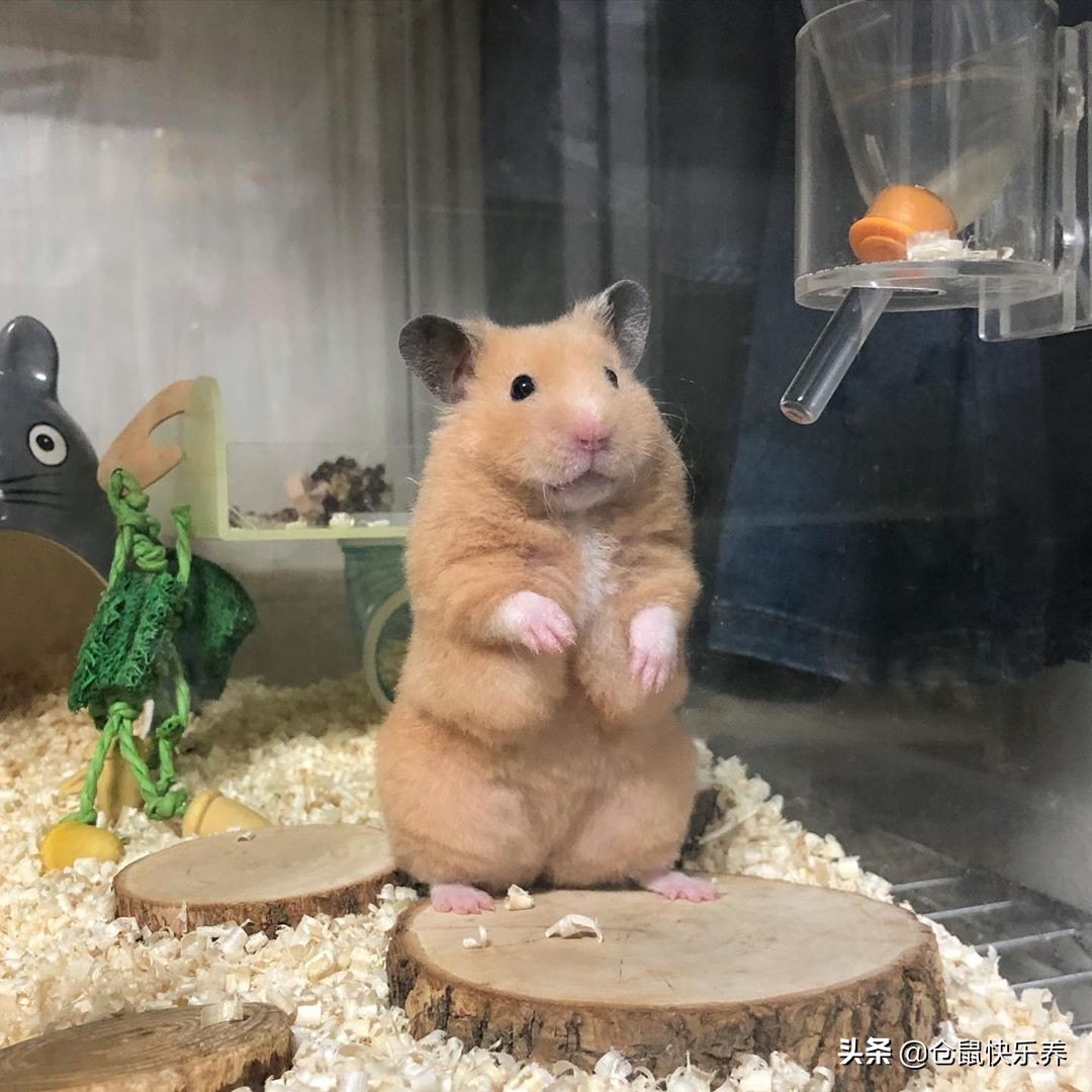 仓鼠身体胖脸瘦什么原因,仓鼠体型非常消瘦突然变胖