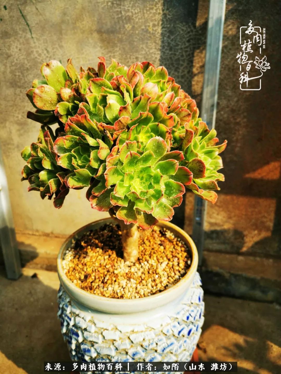 凤凰涅槃，浴火重生！多肉法师圣斗士们的秋天！（附养护经验）