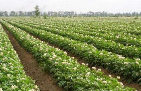 马铃薯种植面临的问题和风险,马铃薯低温种植危害
