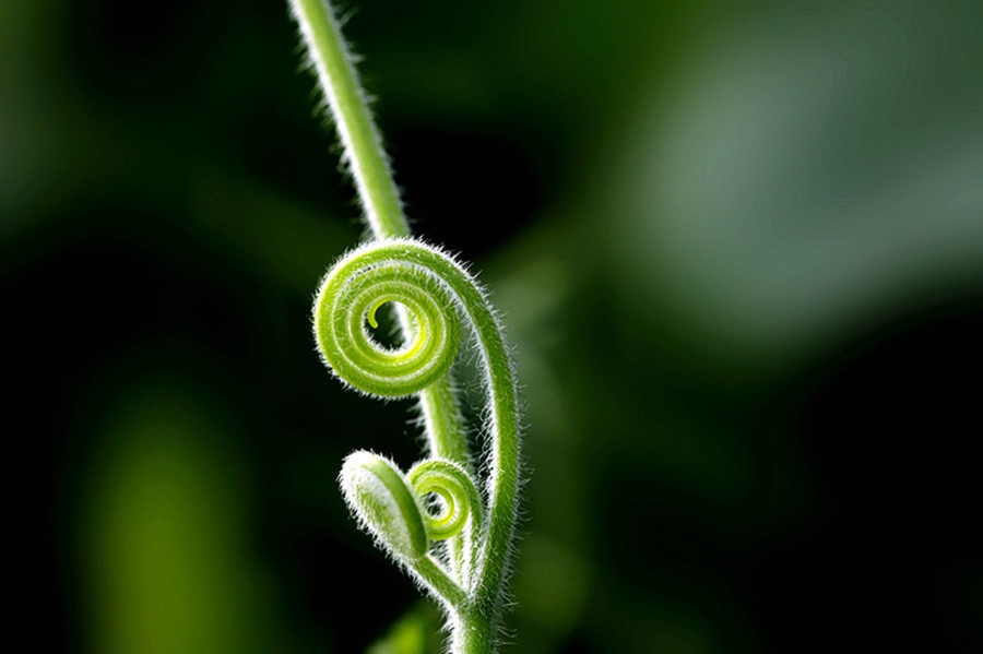 扫落叶的诗句,扫落叶优美诗句