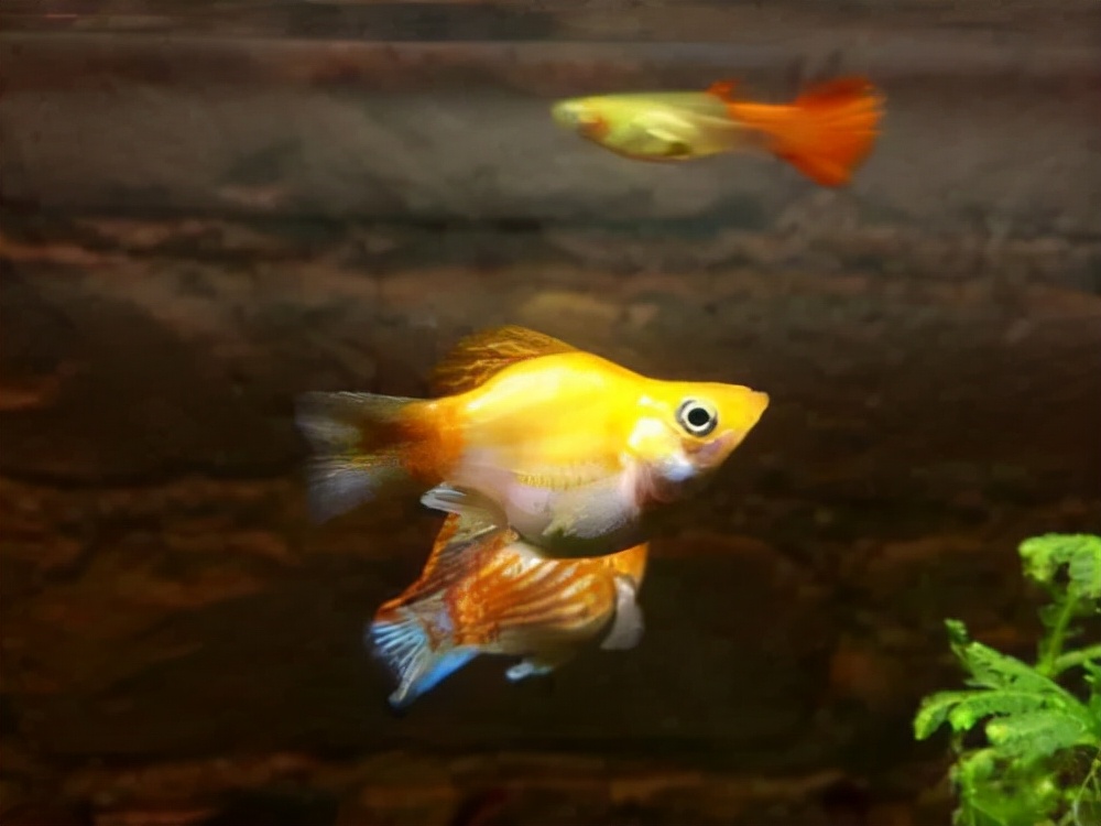 十大适合新手养的小型观赏鱼,新手养的白化观赏鱼怎么养