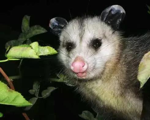 杀死装死的北美负鼠,会装死的猫