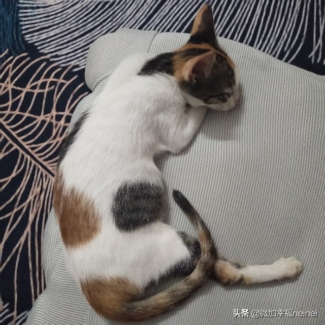 猫记|丢丢治愈了我