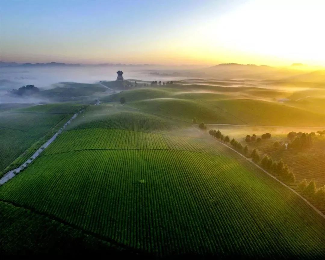 世界唯一的茶籽化石在贵州普安,茶籽化石被保存在哪个博物馆