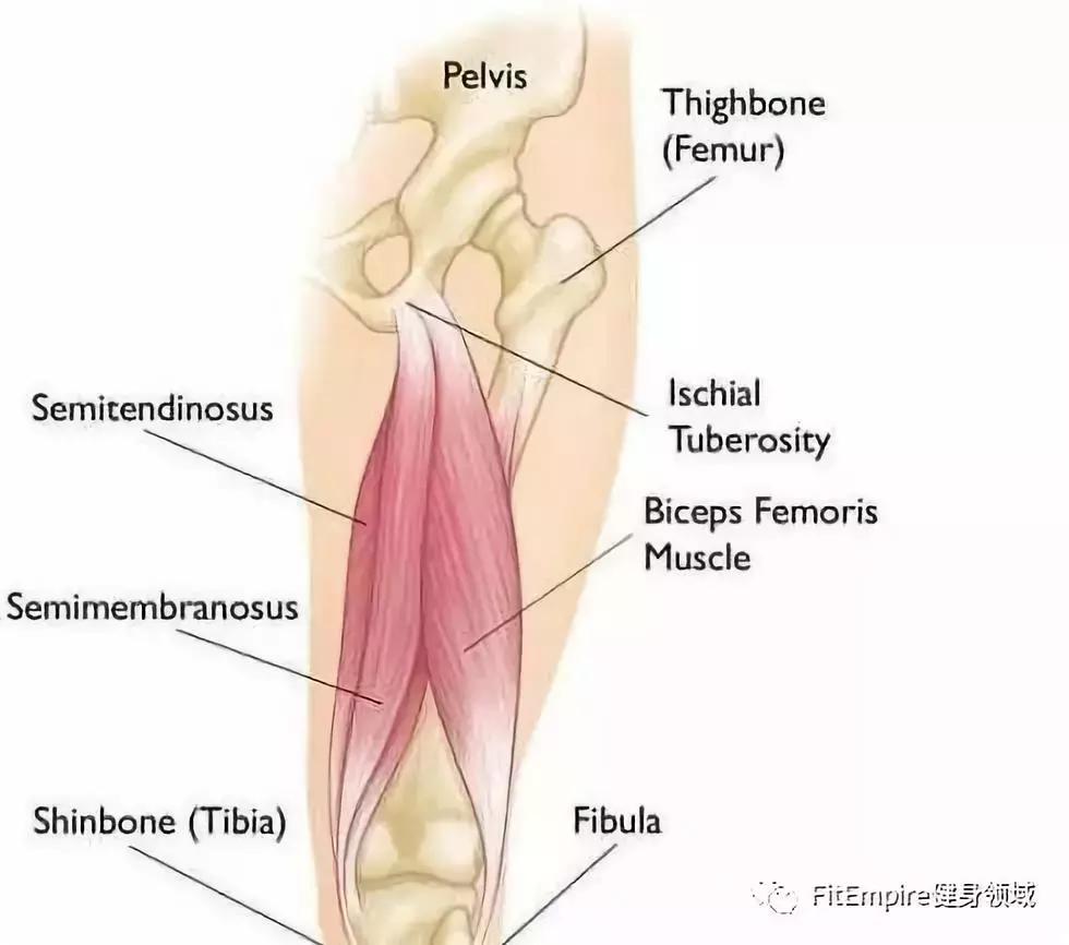 深蹲硬拉刺激肌肉,快速提升深蹲腿部力量训练方法