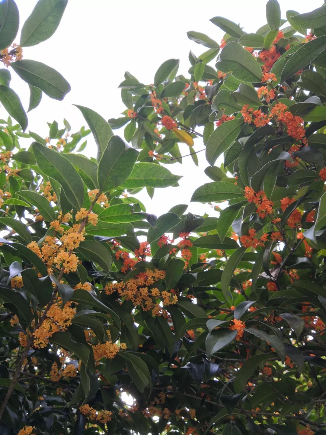 西湖最佳观景地,西湖边的一处幽静之地