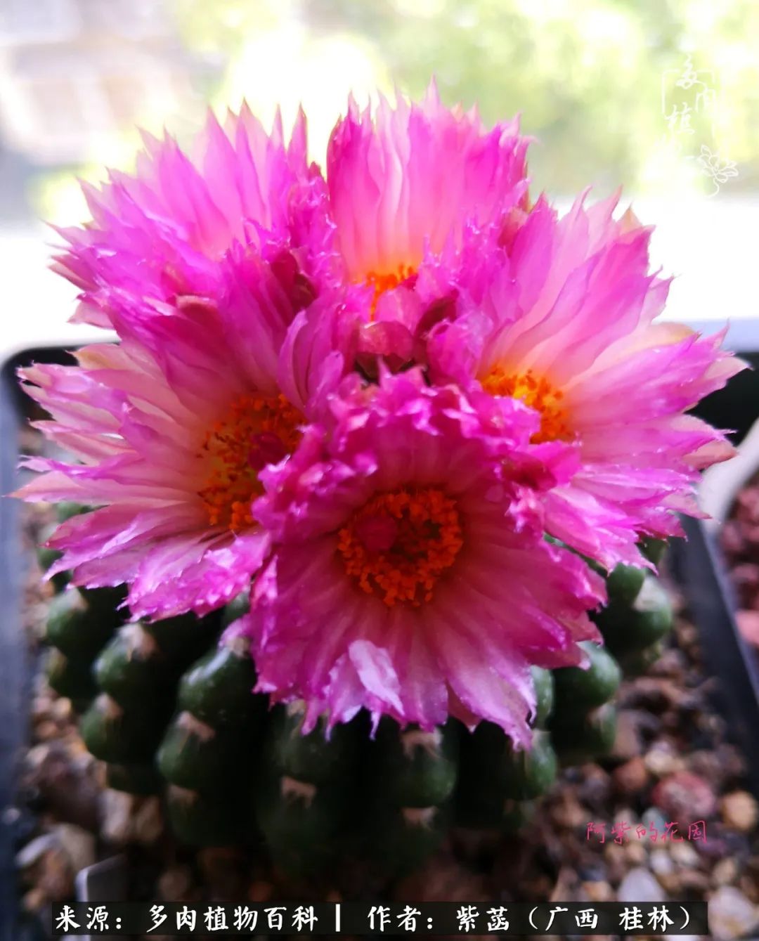 如何在夏天买的多肉度夏,多肉度夏好帮手