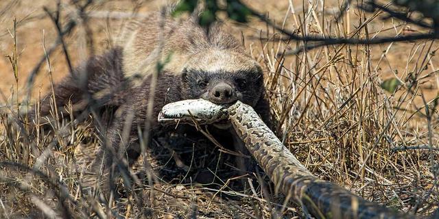 非洲岩蟒是平头哥天敌?平头哥怒啃岩蟒,展示“非洲一哥”的实力