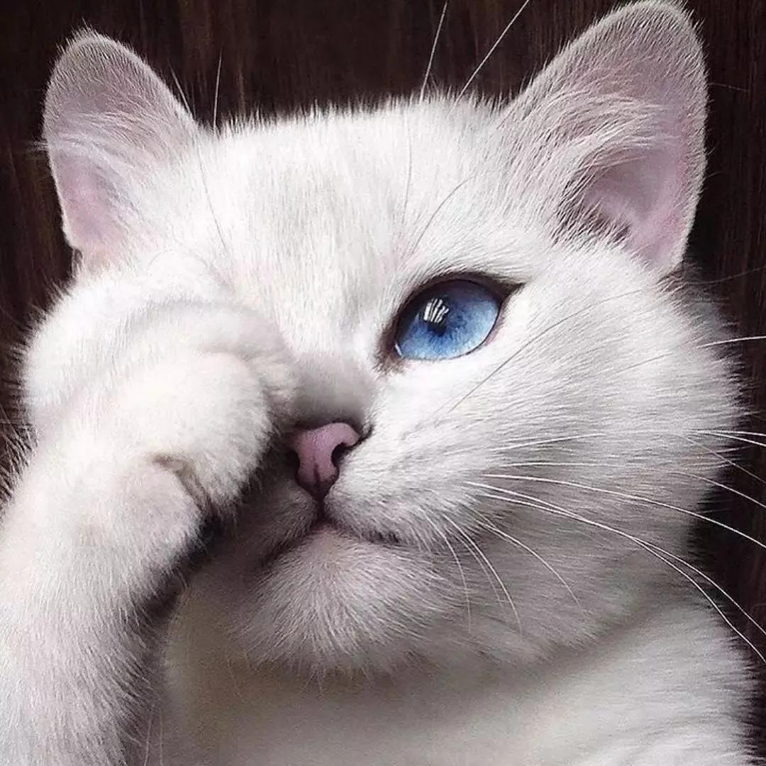 喵星人眼睛肿了,猫咪怎么得眼疾