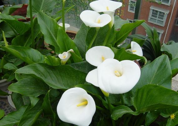 马蹄莲盆栽的养殖方法和注意事项,马蹄莲冬季养护