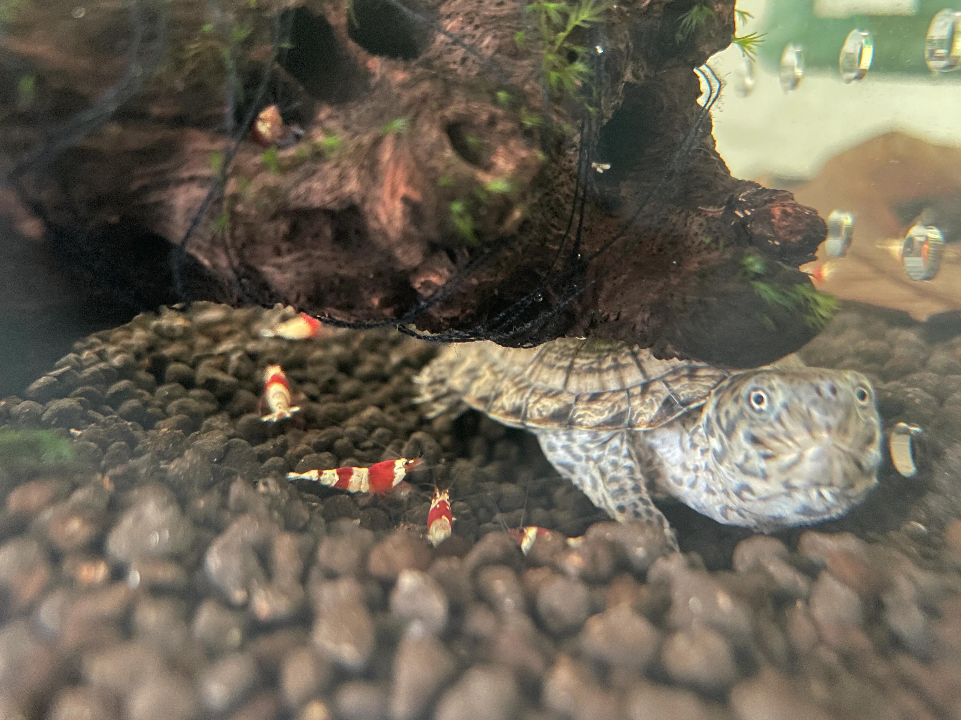 东锦龟底板腐甲怎么处理,西锦腐皮怎么处理