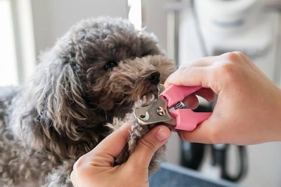狗狗指甲不齐,狗狗的指甲会有疾病吗