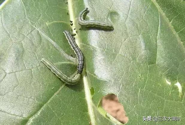 今年的玉米怎么办啊,玉米现在该怎么办