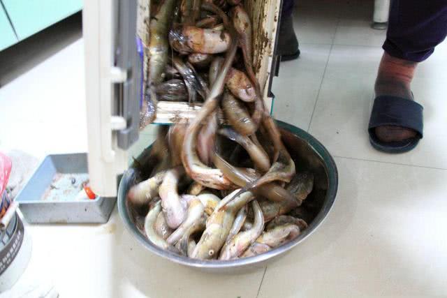 野钓各种鱼吃饵,新手野钓鱼食